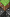Official Minecraft Cape: Vanilla - common rarity
